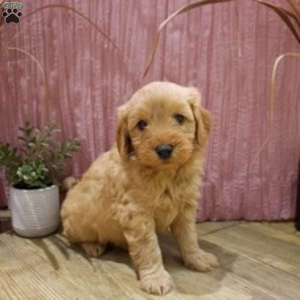 Finley, Mini Goldendoodle Puppy